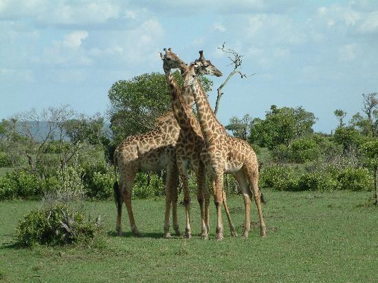  Giraffes at Tsavo National Park