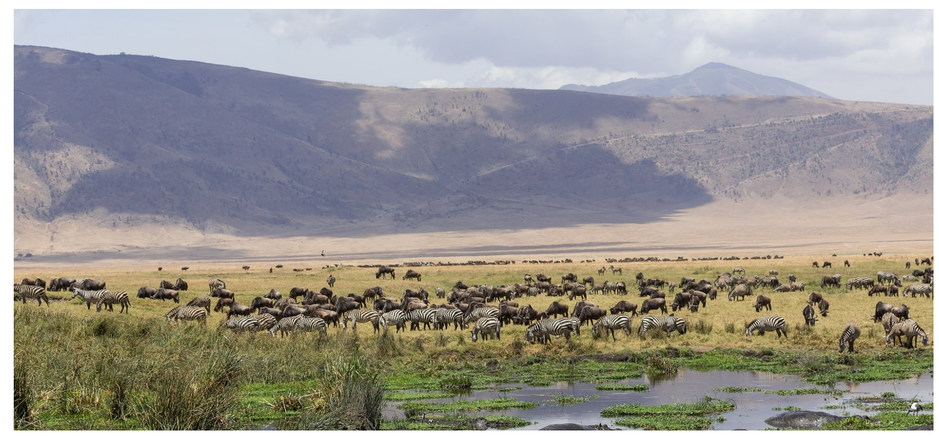 A view of Ngorongoro Crater and the lake within as seen from the rim of the crater.