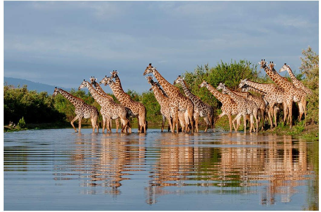 Giraffes at Nyerere National Park (the Selous)